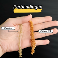 Chilean Sphagnum moss 7A Premium 智利水苔