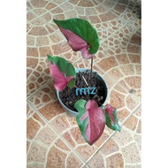 keladi red clown /caladium