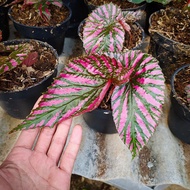 tanaman hias begonia rex walet pink