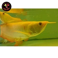 Arwana Silver Albino 30-35cm