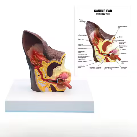 Medical Science Dog Ear Pathology model Dog Ear Health and Pathological Anatomy Model Pet Veterinary
