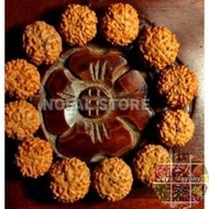 Jenitri OF RUDRAKSHA MUKHI 7 OR LINE 7 Jaya_Jayanya