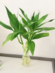 💧水培 富貴竹🌴【富貴竹是一種長青植物，寓意富貴吉祥，既美觀又方便打理，具有風水作用，象徵開運，安然，適合擺放室內或辦公室，6枝富貴竹，實拍如圖】