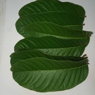 Guava Leaves 500GRM
