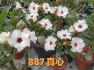 Adenium Kemboja Bonsai ID 887/富贵花 887