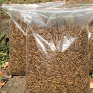 Maggot BSF Kering/Dry Maggot BSF 2 kg Pakan Ikan Arwana Aligator lohan murai dan reptil