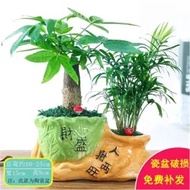 Money Tree Potted Green Plant Flower Lucky Bamboo Lotus Bamboo Plant Potted Office Desktop Plant Hig