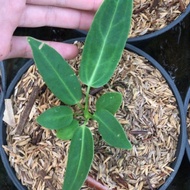 Anthurium Waroquenum / Anthurium Lidah Gajah