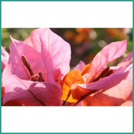 ⏺️ ∇ super rare bougainvillea cuttings