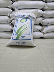 ถั่วแขก แบบเพาะถั่วงอก แบรนด์ SP อัตราการงอก 95% ขนาด 500 กรัม