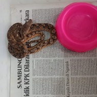 Retic lokal Platinum Sun.
