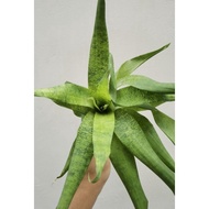 bromeliad vriesea Ospinae