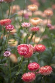 種子→蠟菊/麥稈菊 三文魚玫瑰 10粒 Helichrysum bracteatum, Salmon Rose Strawflower, Paper Daisy 10 Seeds