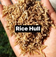 2kg Fresh RICE HULL / (Ipa ng Palay) : Soil Conditioner Plant Beddings-Carbonized Rice Hull