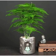 文竹 🌱Asparagus setaceus Fern indoor live plant