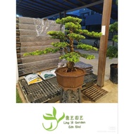 盆栽台湾金钻罗汉松/Bonsai pokok