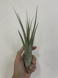 Augustfame - Tillandsia concolor x intermedia