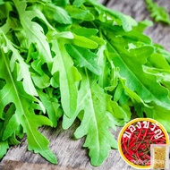100% plump seeds, Thai in stock available to send 10g arugula rock salad vegetable seeds arugula50 e