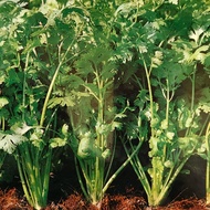 Coriander (Kulantro) Seeds -30-50seeds/pack