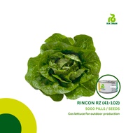 Rijk Zwaan RINCON RZ (41-102) Lettuce Cos Seeds (5000 pills)
