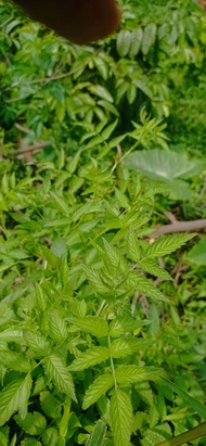 Bibit pohon murbei hutan/tanaman murbei hutan/murbei hutan