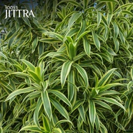 Indian Envelope Tree Fresh Cut Length 30-40 Cm.m. Easy To Plant Seedlings Flowering Plants Ornamenta