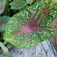 ANAK POKOK KELADI (CALADIUM ‘RED FLASH’