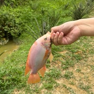 (Fresh)Ikan Talapia Merah (1 kg)