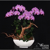 [6 months Subscription] 4 phalaenopsis in 1 pot