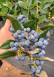 Blueberry Pokok 蓝莓树苗