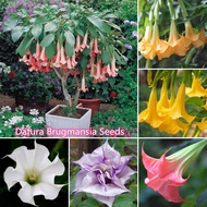 （Hot Sale）Malaysia Ready Stock 50pcs Mixed Colors Datura Brugmansia Seeds Home Garden Bonsai Pokok Bunga Hidup Benih Pokok Bunga Indoor Plants Real Live Garden Decoration Items Trumpets Angel Flower Seeds Plants Seeds High Germination Rate Grow Fast