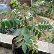 pohon DAUN KARI