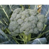 Biji Benih Brokoli Waltham Broccoli Seed - 100 Seed