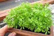 Confetti Coriander seed(Coriandrum Sativum)seed