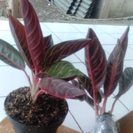tanaman hias aglonema red Sumatra / aglonema red Sumatra / tanaman