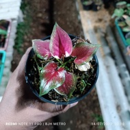 Promo Caladium Keladi Dwi Warna Murah