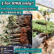 (10 Pokok)Anak Pokok Musang King猫山王榴莲树苗Sapling Musang King[只限西马/Semenanjung Malaysia Sahaja/West Malaysia Only]