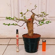 bonsai hokiantea prospek 65.000 akar subur mantap.
