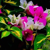 ┅5 BOUGAINVILLEA CUTTINGS