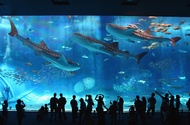 【日本】沖繩｜沖繩美麗海水族館 | 門票Okinawa Churaumi Aquarium