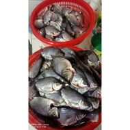 PERKASAM IKAN KALOI 150g+