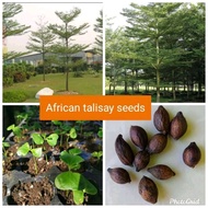 [Buy One Get One Free]African talisay seeds(10 pcs)buy 1 get 1 free