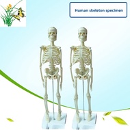 45CM Human Skeleton Model Medical Teaching Model Human Skeleton Specimen Skull Bone Model
