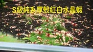 【光欣蝦舍】高級釣餌海鮮飼料.S級純係紅白水晶蝦蝦模型，