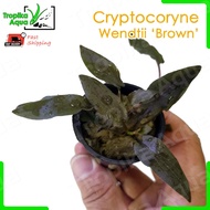 Cryptocoryne Wendtii 'Brown' 棕温蒂椒草 (crypt) - aquarium aqua plant fish tank [lowtech]