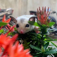 SUGAR GLIDER TPM/True Platinum Mozaik JOEY