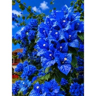 5 Biji Benih Seed Bunga Kertas Electric Blue  Bougainvillea Bougainvilla Flower Plant