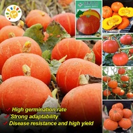 [ Paket Isi 20 Seed ] Benih - Biji Labu Jepang - Labu Orange - Labu Kabocha Jepang