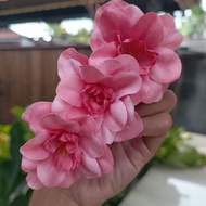 Semanggi Sakura / Sanggul Bali / Karet ulir