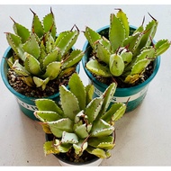 Agave potatorum cv. ‘Cubic’ 贝壳龙